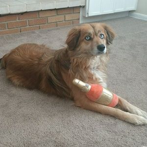 Meet your Posher, Bruce